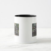 Blick auf Boole, den größten Baum der Welt Tasse (Zentrum)