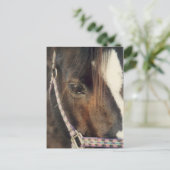 Blick auf das Pferd Postkarte (Stehend Vorderseite)