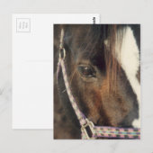 Blick auf das Pferd Postkarte (Vorne/Hinten)