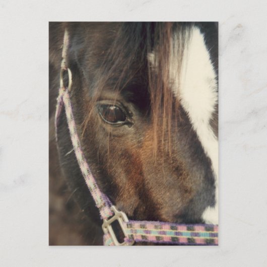 Blick auf das Pferd Postkarte (Vorderseite)