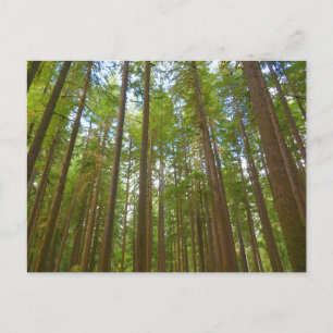 Blick auf den alten Wachstumswald Postkarte