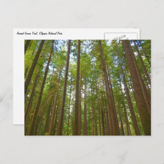 Blick auf den alten Wachstumswald Postkarte (Vorne/Hinten)