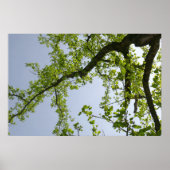 Blick auf den Frühlingsblütenbaum Poster (Vorne)