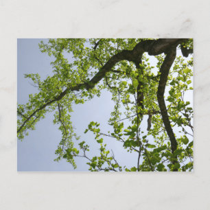 Blick auf den Frühlingsblütenbaum Postkarte