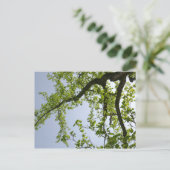 Blick auf den Frühlingsblütenbaum Postkarte (Stehend Vorderseite)