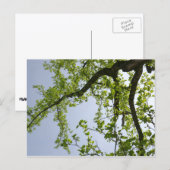Blick auf den Frühlingsblütenbaum Postkarte (Vorne/Hinten)