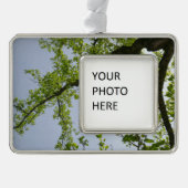 Blick auf den Frühlingsblütenbaum Rahmen-Ornament Silber (Vorderseite)