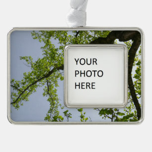 Blick auf den Frühlingsblütenbaum Rahmen-Ornament Silber