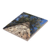 Blick auf den Himmel durch Pine Boughs Fliese (Seite)