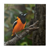 Blick auf den Himmel Fliese (Vorderseite)