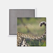 Blick auf den Leoparden-Schwanz (Panthera pardus), Magnet (Vorderseite/Rückseite)