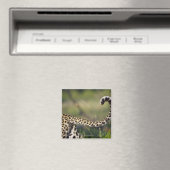 Blick auf den Leoparden-Schwanz (Panthera pardus), Magnet (In Situ (Geschirrspüler))