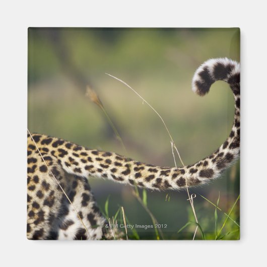 Blick auf den Leoparden-Schwanz (Panthera pardus), Magnet (Vorne)