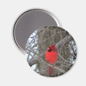 Blick auf den männlichen Kardinal Magnet (Vorderseite/Rückseite)