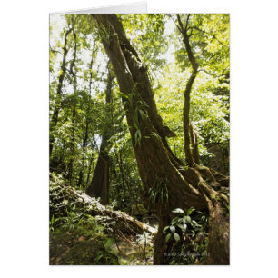 Blick auf den Regenwald, Dominica