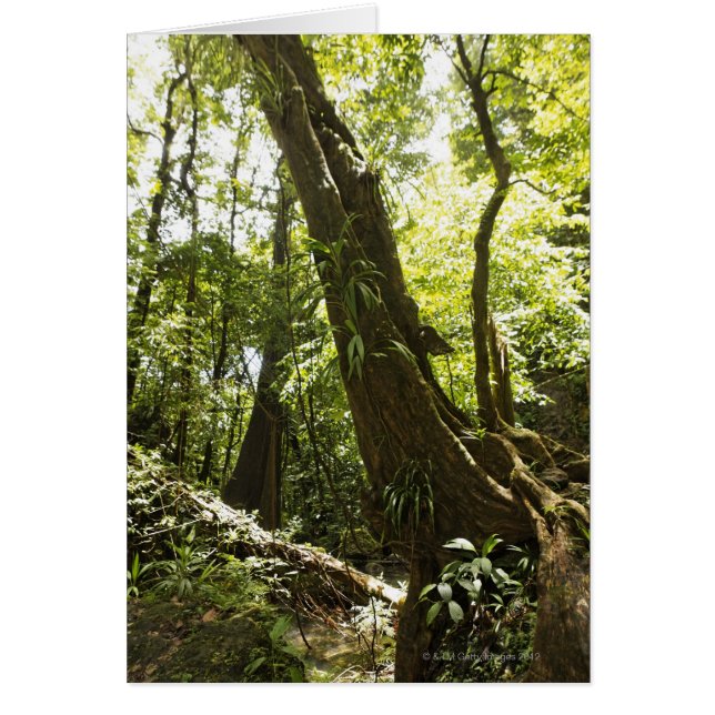 Blick auf den Regenwald, Dominica (Vorne)