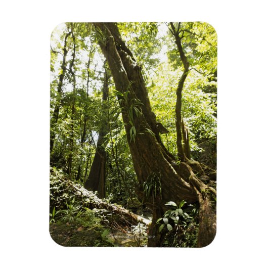 Blick auf den Regenwald, Dominica Magnet (Vertikal)