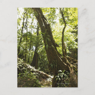 Blick auf den Regenwald, Dominica Postkarte