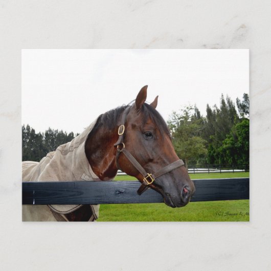Blick auf den Zaun Postkarte (Vorderseite)