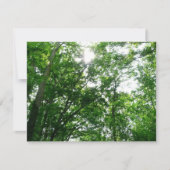 Blick auf die Bäume des Sommers (Vorderseite)