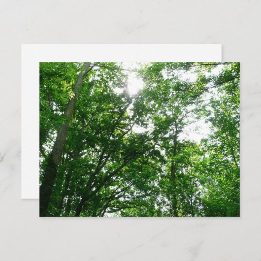 Blick auf die Bäume des Sommers (Vorne/Hinten)