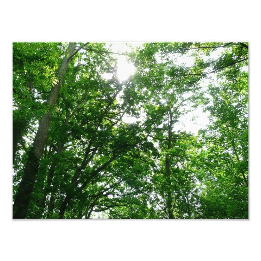 Blick auf die Bäume des Sommers Fotodruck (Vorne)