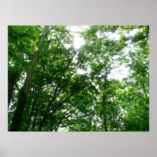 Blick auf die Bäume des Sommers Poster (Vorne)