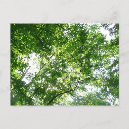 Blick auf die Bäume des Sommers Postkarte (Vorderseite)