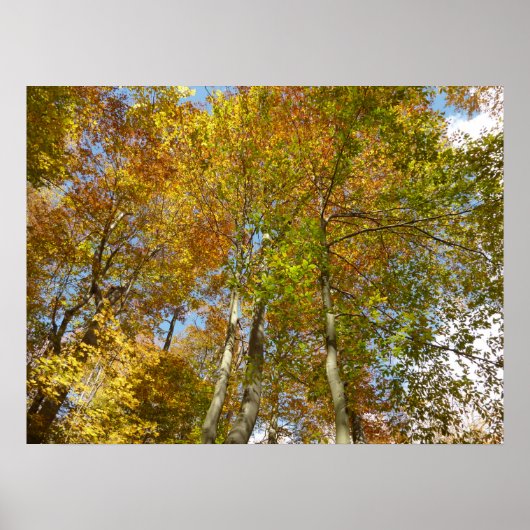 Blick auf die Herbstlaub III farbenfrohe Foliage Poster (Vorne)