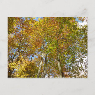 Blick auf die Herbstlaub III farbenfrohe Foliage Postkarte
