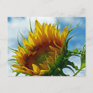 Blick auf die Sonne Postkarte