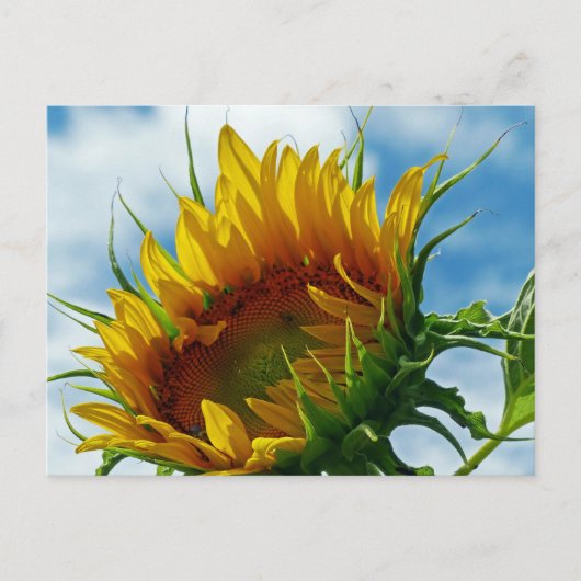 Blick auf die Sonne Postkarte (Vorderseite)