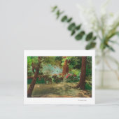 Blick auf eine Bühne Coach unter den großen Bäumen Postkarte (Stehend Vorderseite)