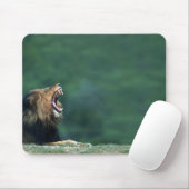 Blick auf eine Löwe (Panthera leo) auf der Mousepad (Mit Mouse)