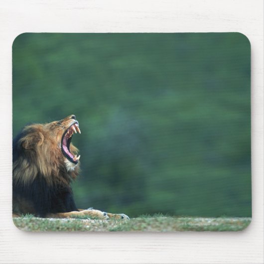 Blick auf eine Löwe (Panthera leo) auf der Mousepad (Vorne)