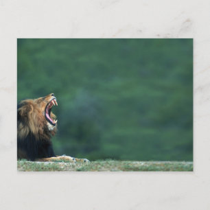 Blick auf eine Löwe (Panthera leo) auf der Postkarte