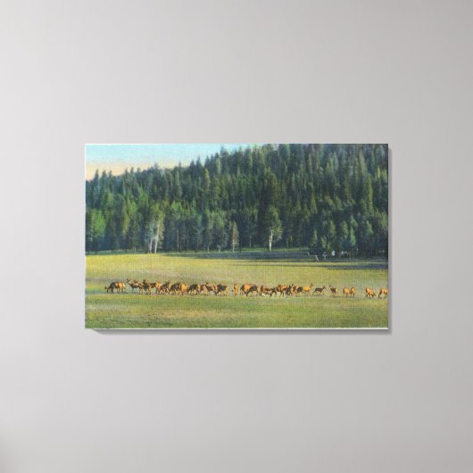 Blick auf eine Wildweide-Packung Leinwanddruck (Vorderseite)