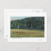 Blick auf eine Wildweide-Packung Postkarte (Vorne/Hinten)