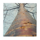 Blick auf einen Baum Fliese (Vorderseite)