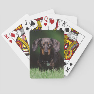 Blick auf einen Dackel mit Dalmatinerzeichnung Spielkarten