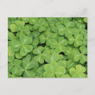 Blick auf Oxalis Oregana Holz-Sauerampfer-Laub Postkarte