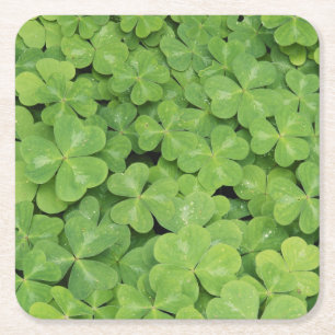 Blick auf Oxalis Oregana Wald Sauerklee Laub Rechteckiger Pappuntersetzer