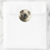 Blick auf Unschuld Siam Kitten Portrait Runder Aufkleber (Tasche)
