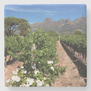 Blick auf Weinberge. Stellenbosch Steinuntersetzer