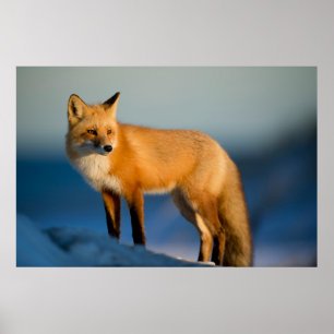 „Blick des Goldenen Fuchses“ Poster