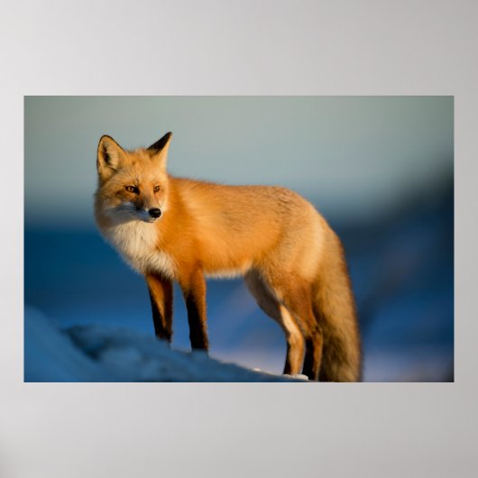 „Blick des Goldenen Fuchses“ Poster (Vorne)