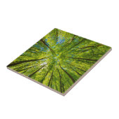 Blick durch grüne Blätter Fliese (Seite)