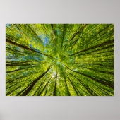 Blick durch grüne Blätter Poster (Vorne)