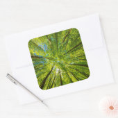 Blick durch grüne Blätter Quadratischer Aufkleber (Umschlag)