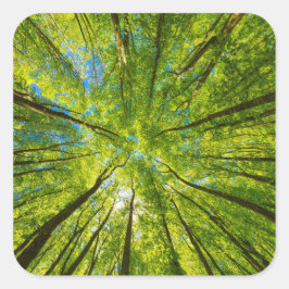 Blick durch grüne Blätter Quadratischer Aufkleber